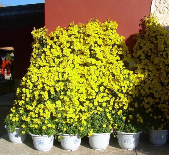 北京 造型菊花