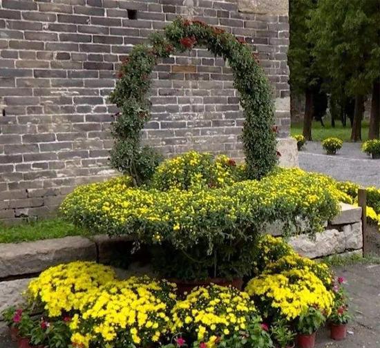 上海菊花造型设计