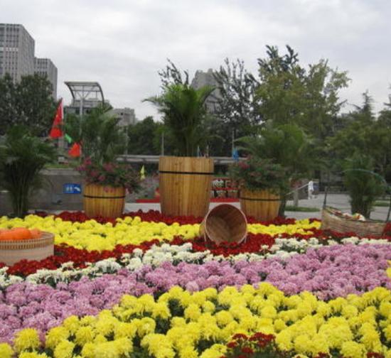 甘孜城市菊展设计